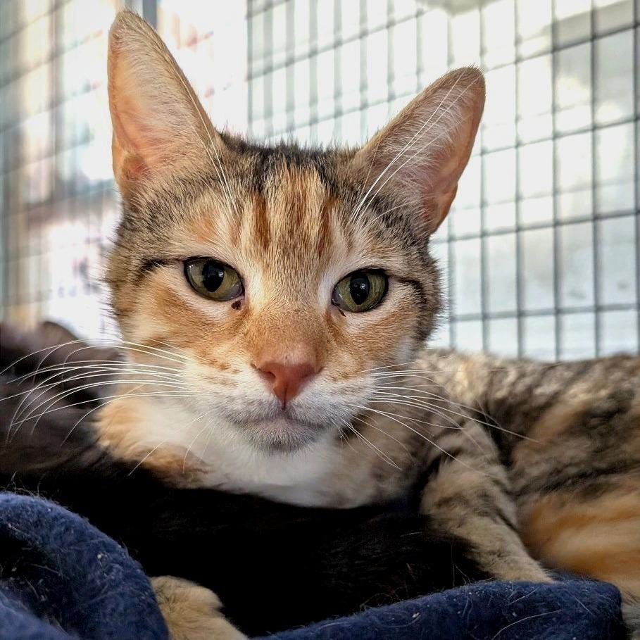 Gracie, a Adoptable Domestic Short Hair in Redwood Valley, CA image 1/2
