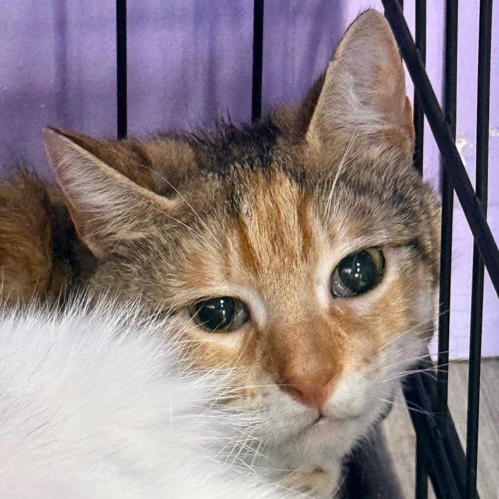 Gracie, a Adoptable Domestic Short Hair in Redwood Valley, CA image 2/2