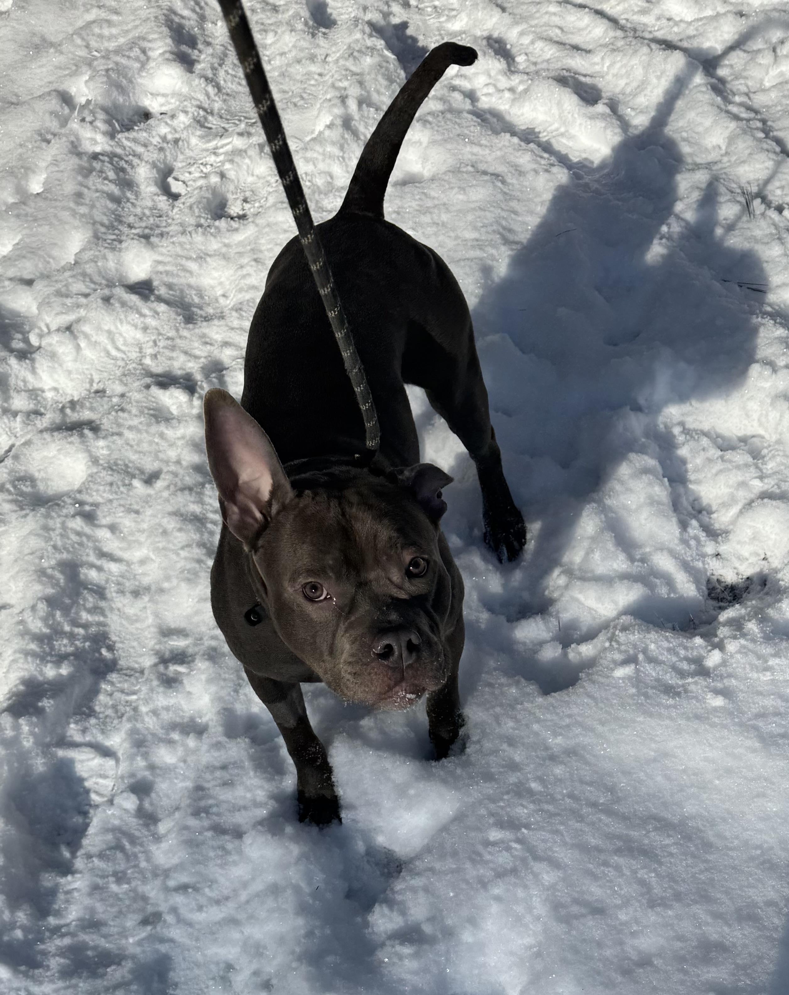 Bentley, an adoptable Mixed Breed in Vassalboro, ME, 04989 | Photo Image 5