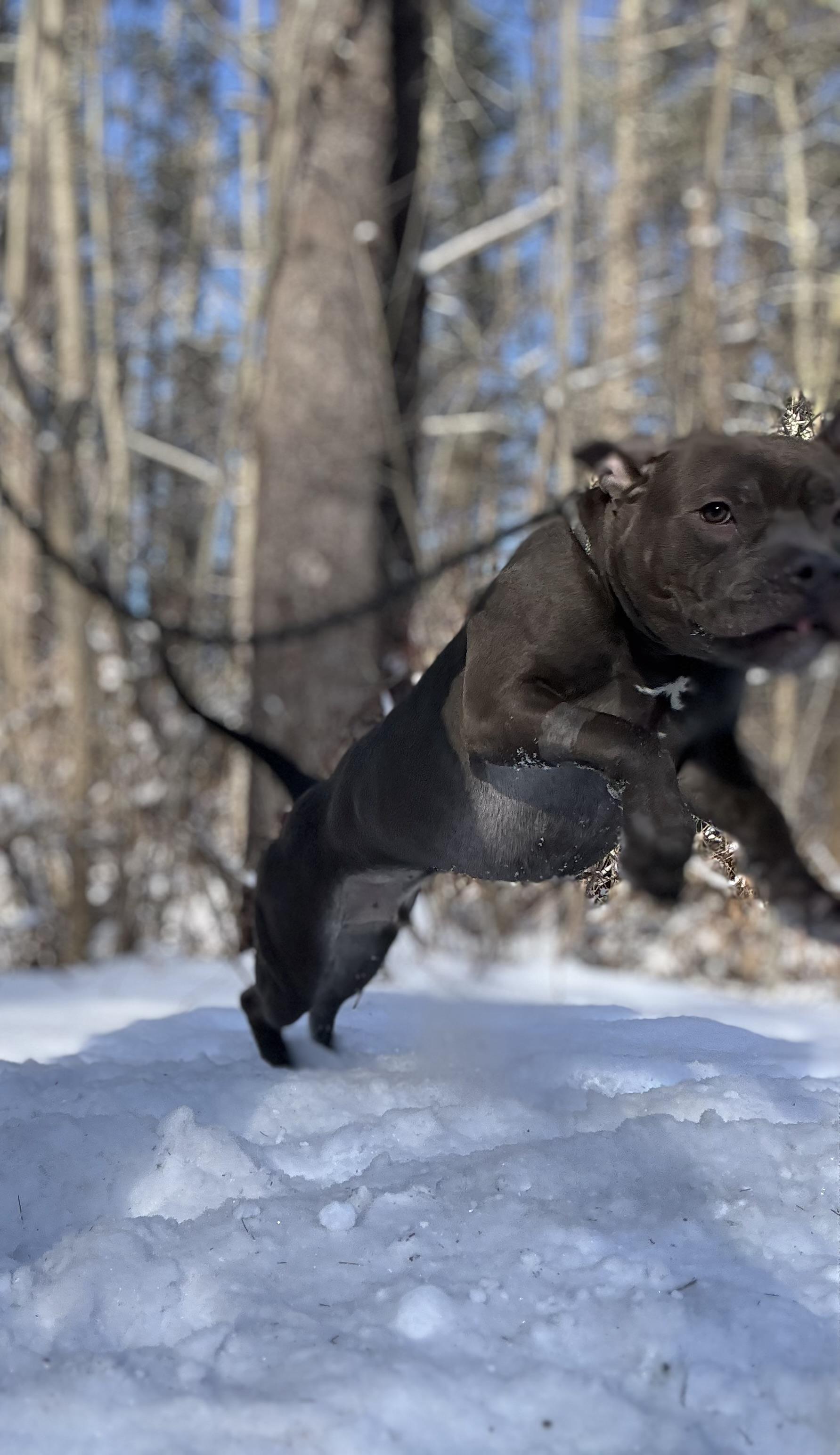 Bentley, an adoptable Mixed Breed in Vassalboro, ME, 04989 | Photo Image 4