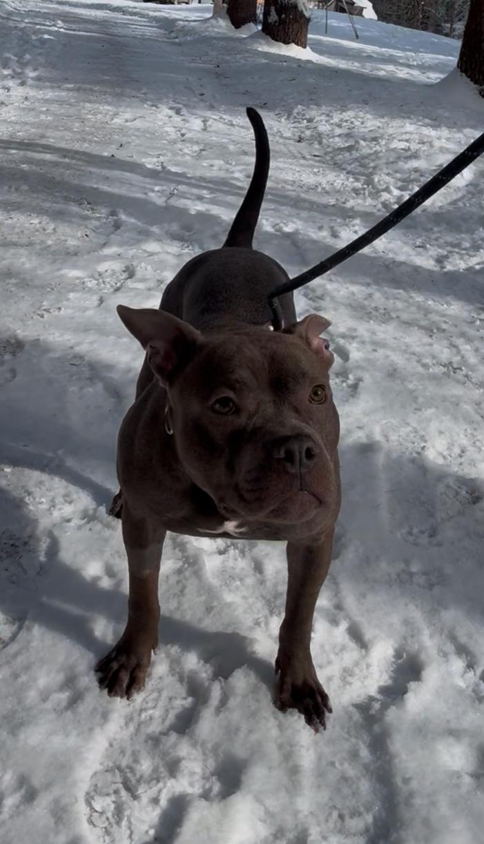 Bentley, an adoptable Mixed Breed in Vassalboro, ME, 04989 | Photo Image 2