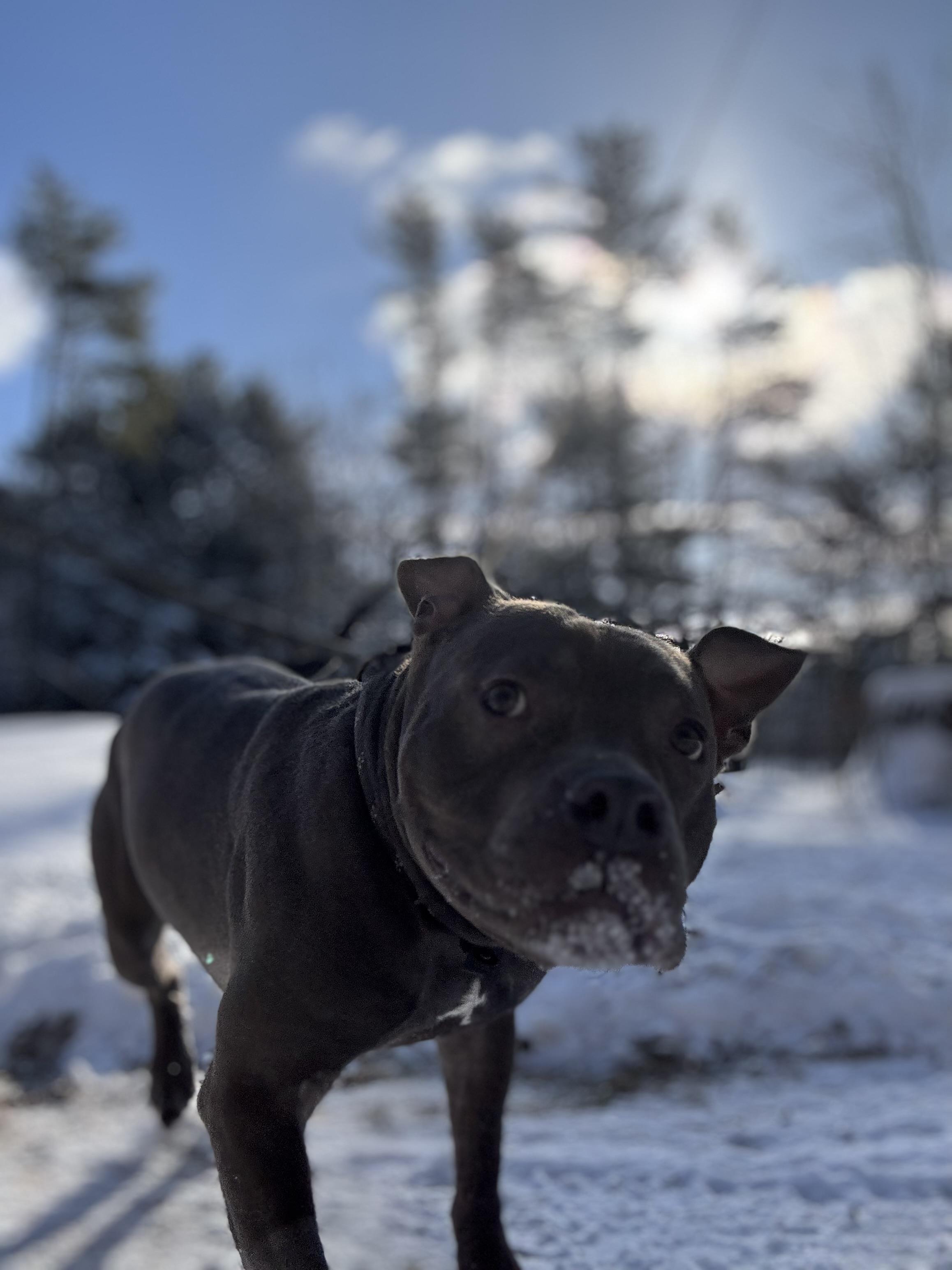 Bentley, an adoptable Mixed Breed in Vassalboro, ME, 04989 | Photo Image 3