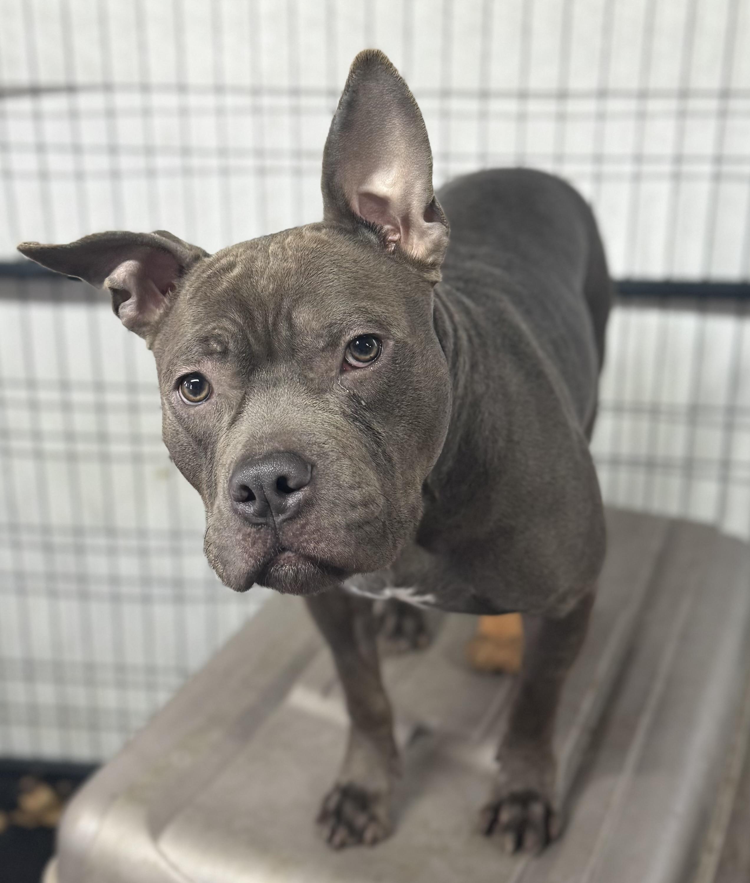 Bentley, an adoptable Mixed Breed in Vassalboro, ME, 04989 | Photo Image 1