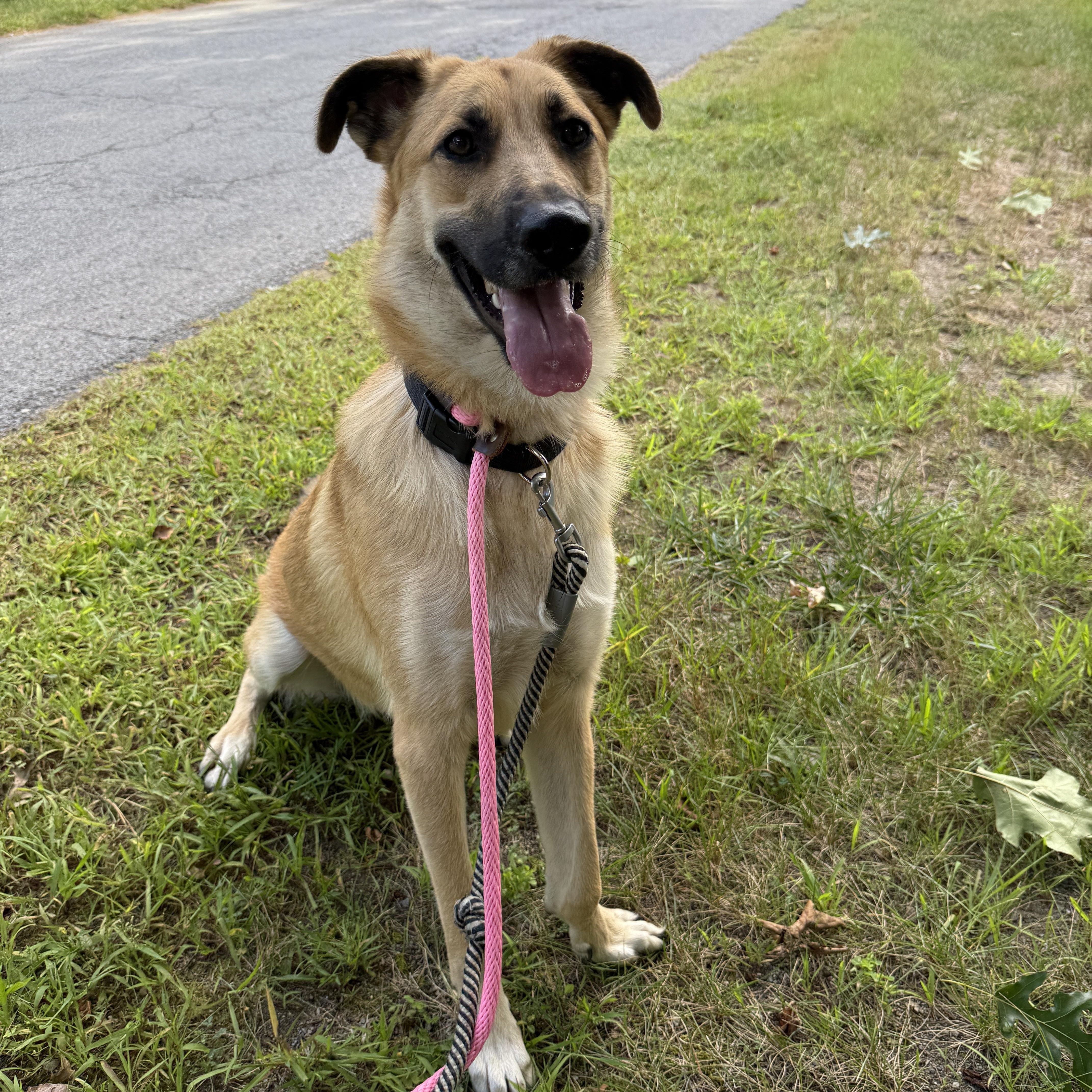 Enlarge Roady, a Adoptable mixed breed in Albany, NY image 4/5