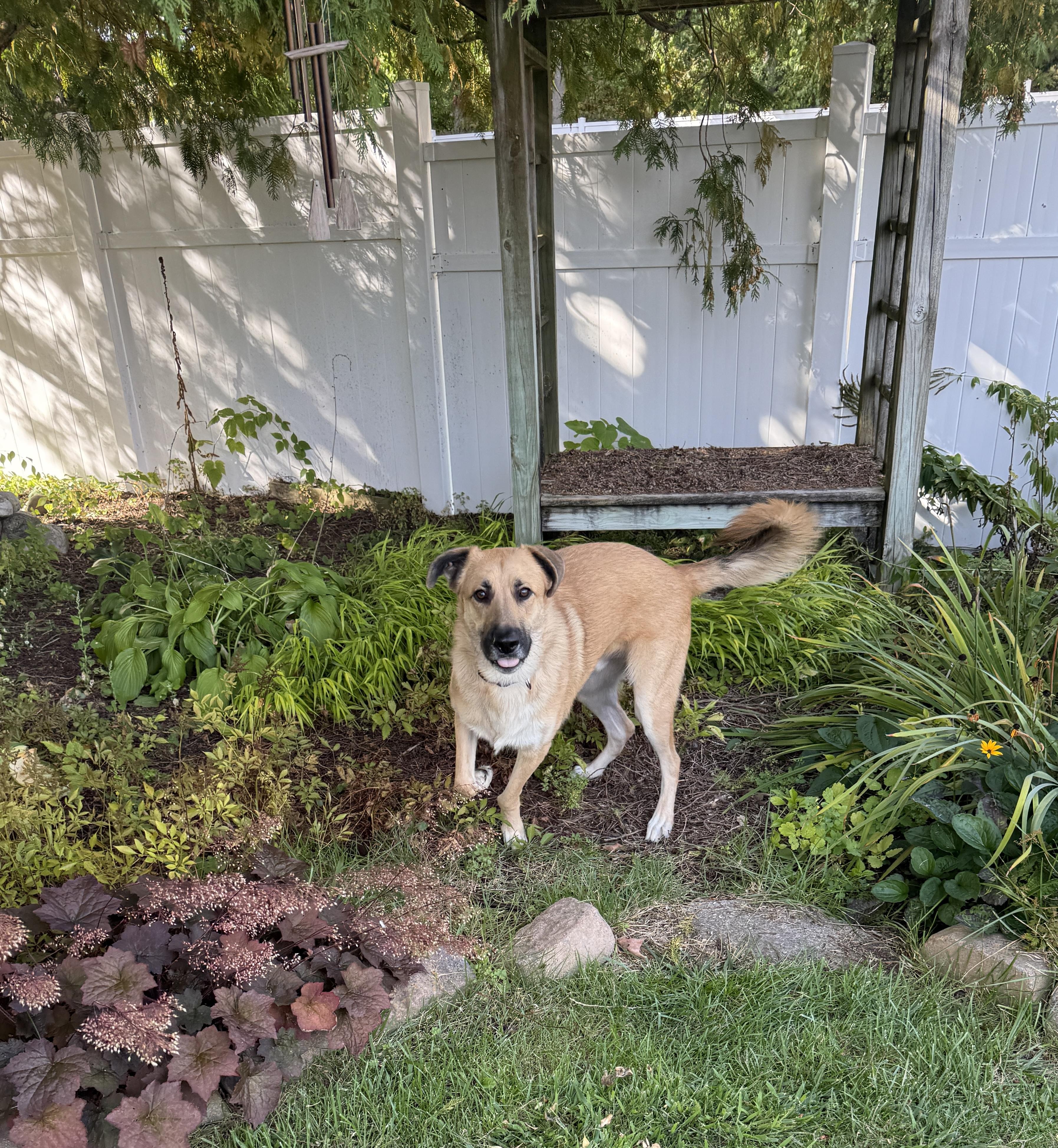 Roady, Adoptable, Young Male Anatolian Shepherd.