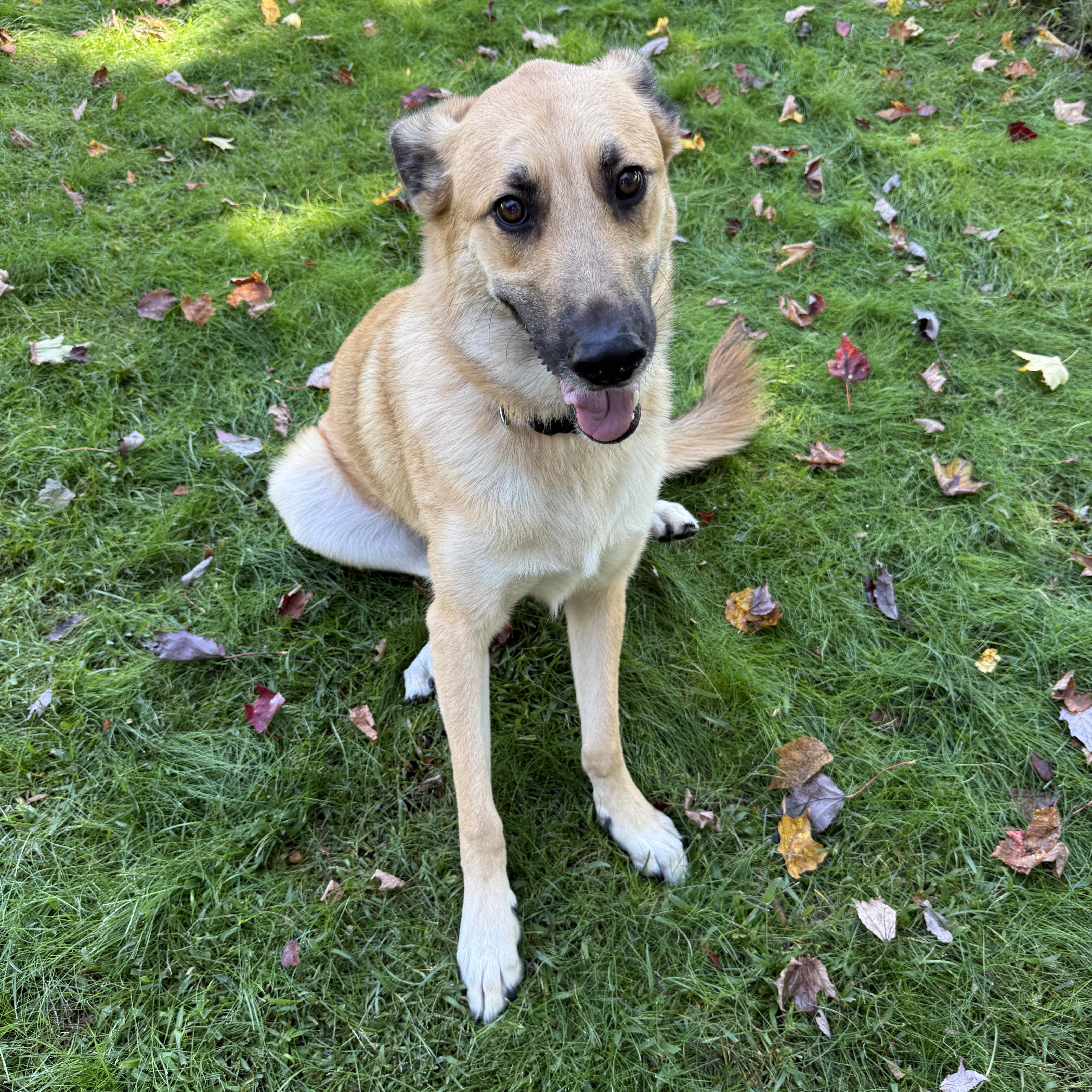 Roady, Adoptable, Young Male Anatolian Shepherd.