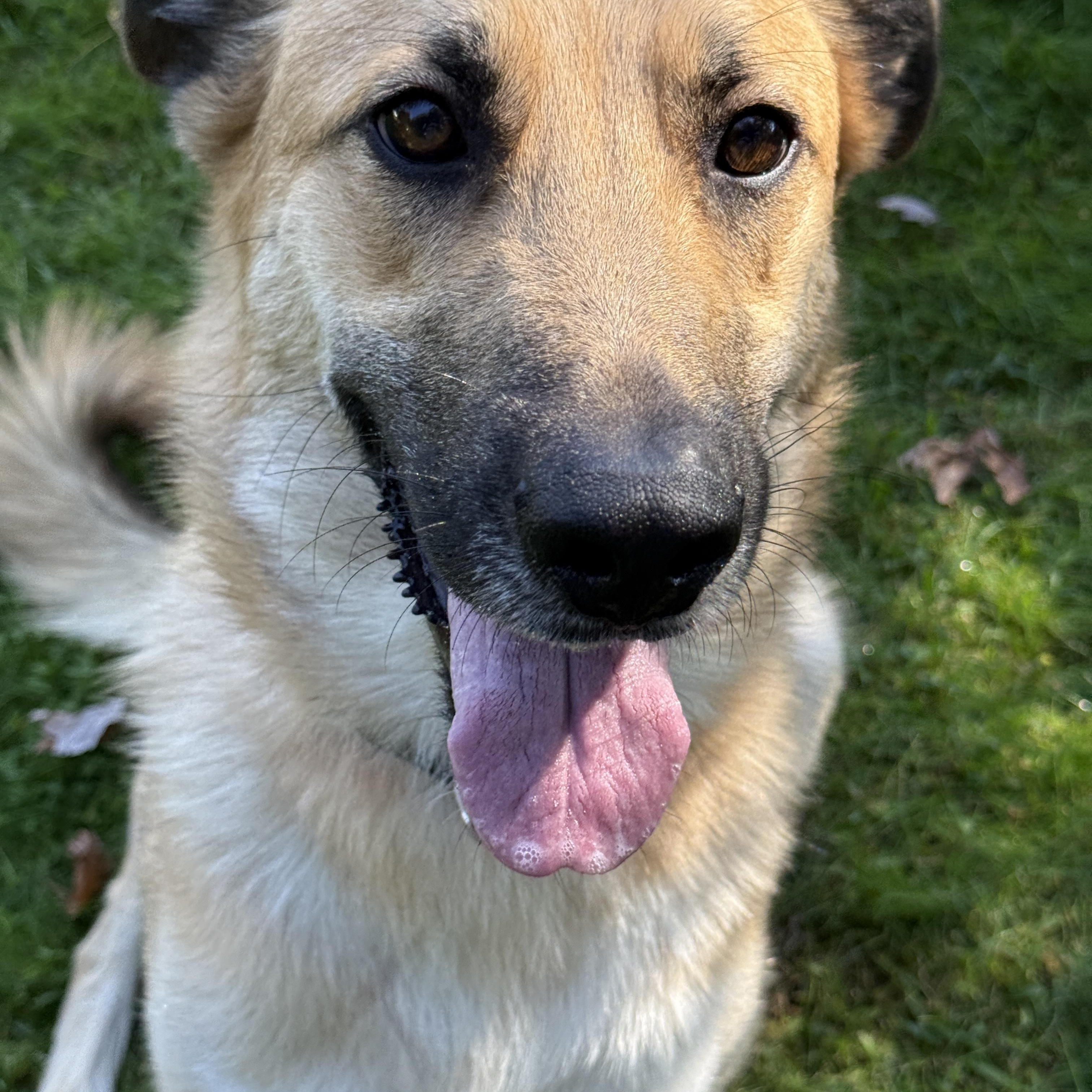 Enlarge Roady, a Adoptable mixed breed in Albany, NY image 2/5