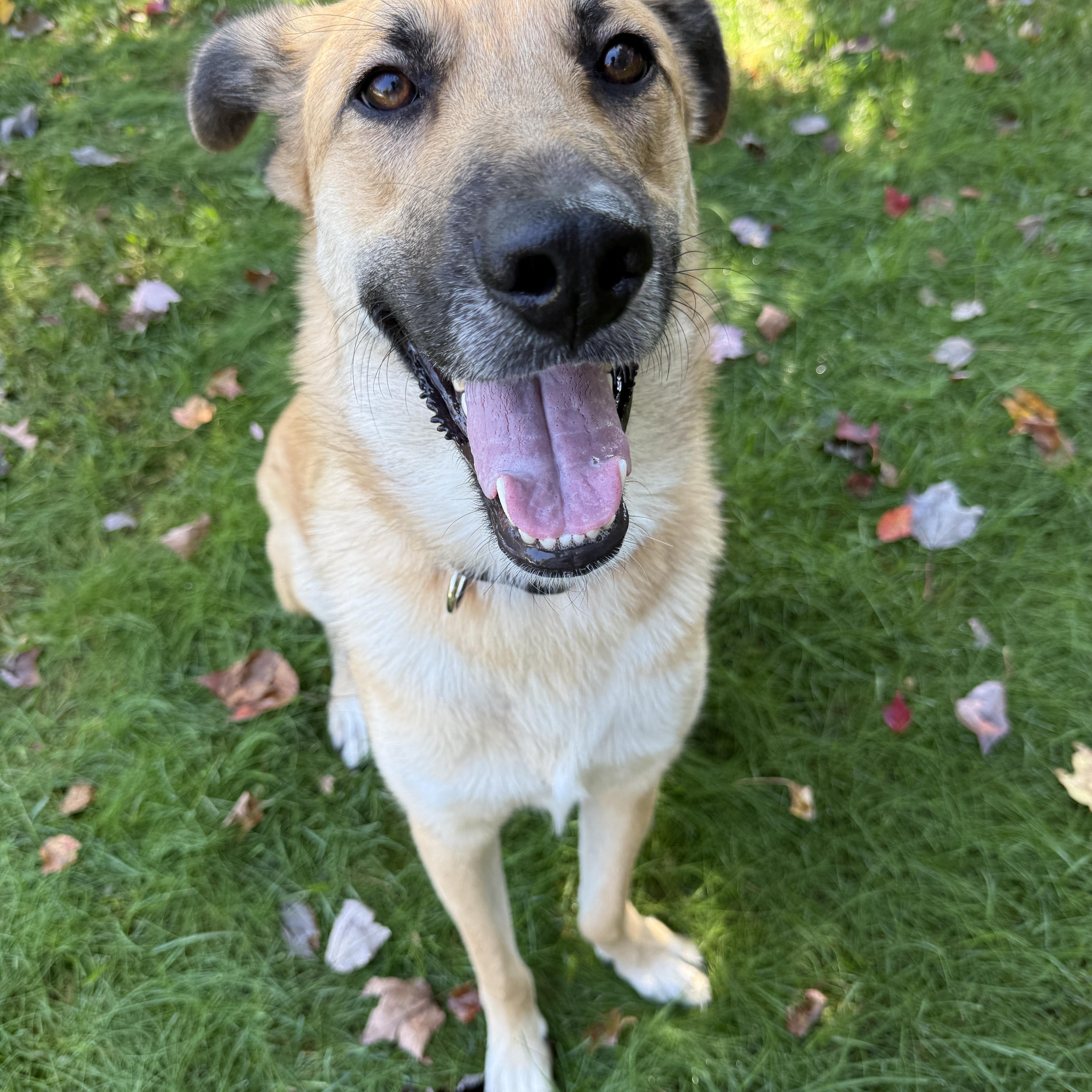 Enlarge Roady, a Adoptable mixed breed in Albany, NY image 5/5