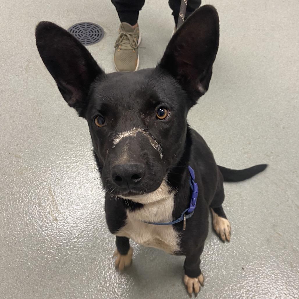 Enlarge Aurora, a Adoptable mixed breed in Abilene, TX image 1/6