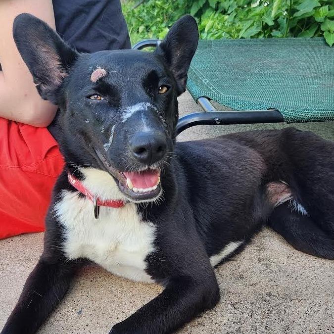 Enlarge Aurora, a Adoptable mixed breed in Abilene, TX image 2/6