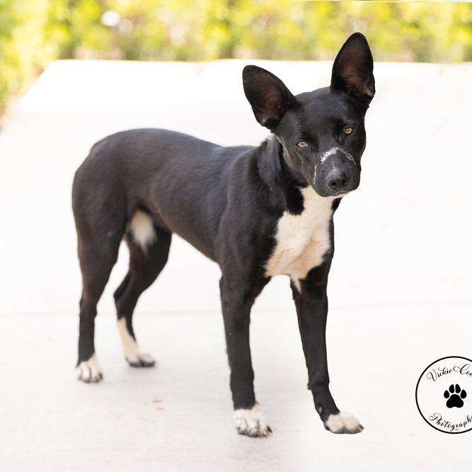 Enlarge Aurora, a Adoptable mixed breed in Abilene, TX image 3/6