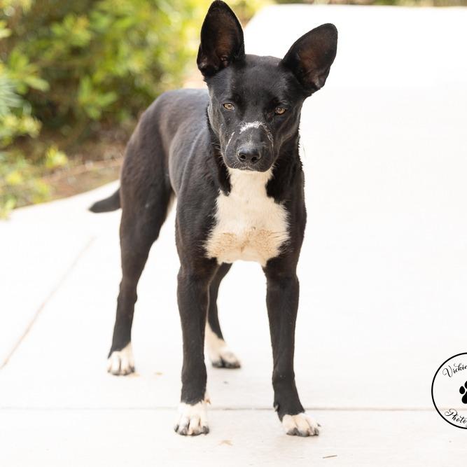 Enlarge Aurora, a Adoptable mixed breed in Abilene, TX image 4/6