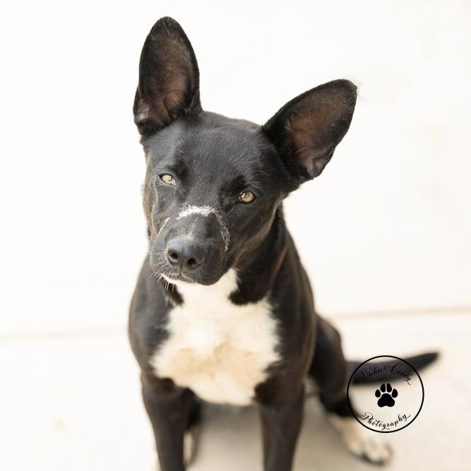 Enlarge Aurora, a Adoptable mixed breed in Abilene, TX image 5/6
