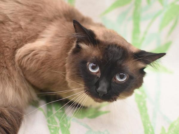 Enlarge Boba, a Adoptable mixed breed in Portland, OR image 1/1