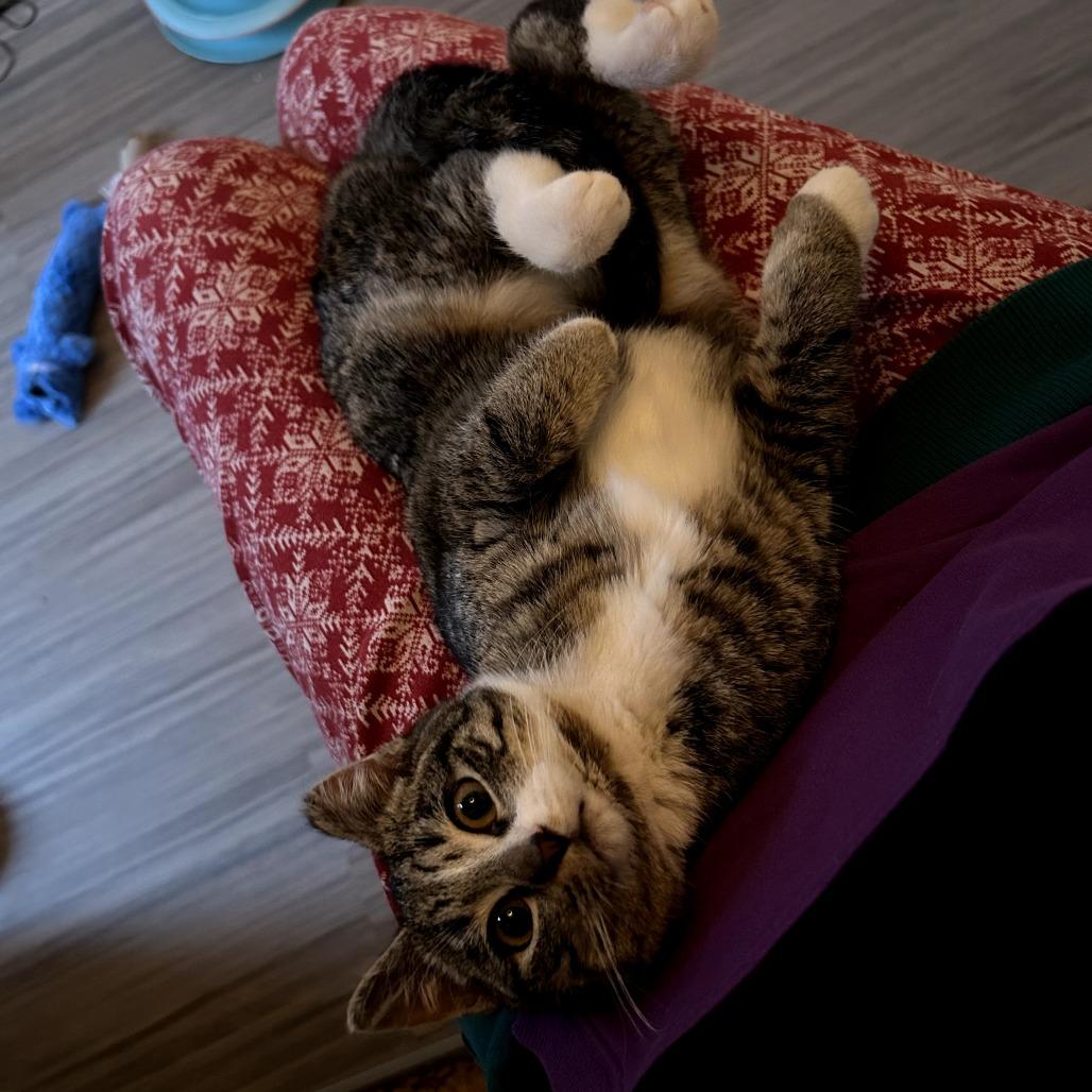 Sage, Adoptable, Kitten Female Domestic Short Hair.