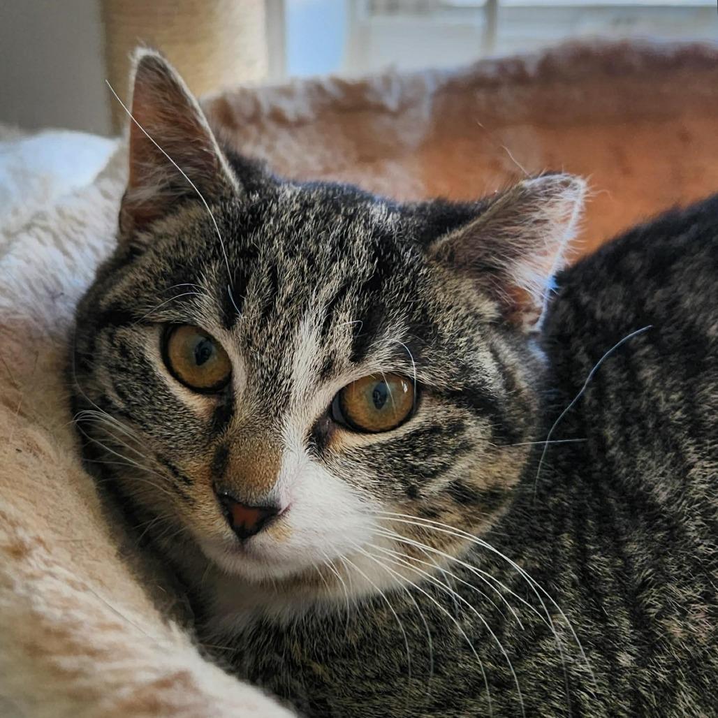 Enlarge Sage, a Adoptable Domestic Short Hair in Wind Gap, PA image 2/2