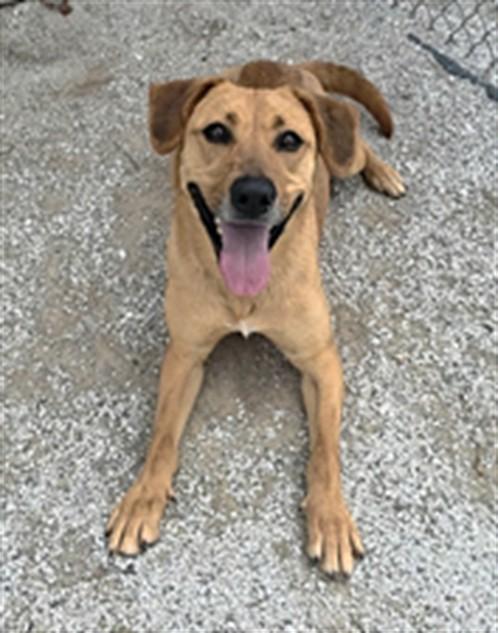 Enlarge SPICY, a Adoptable Labrador Retriever in Rogers, AR image 1/1