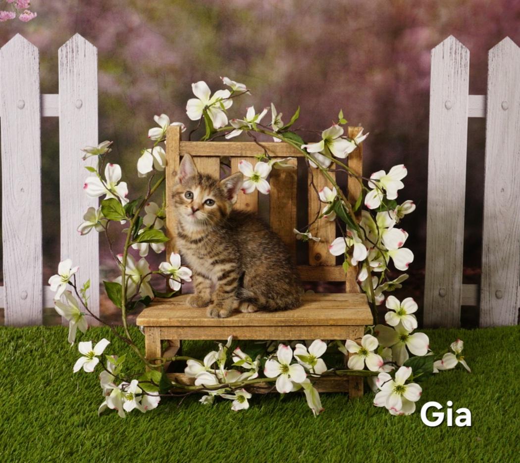 Enlarge Gia, a ADOPTABLE Domestic Short Hair in Waterloo, IA image 1/1