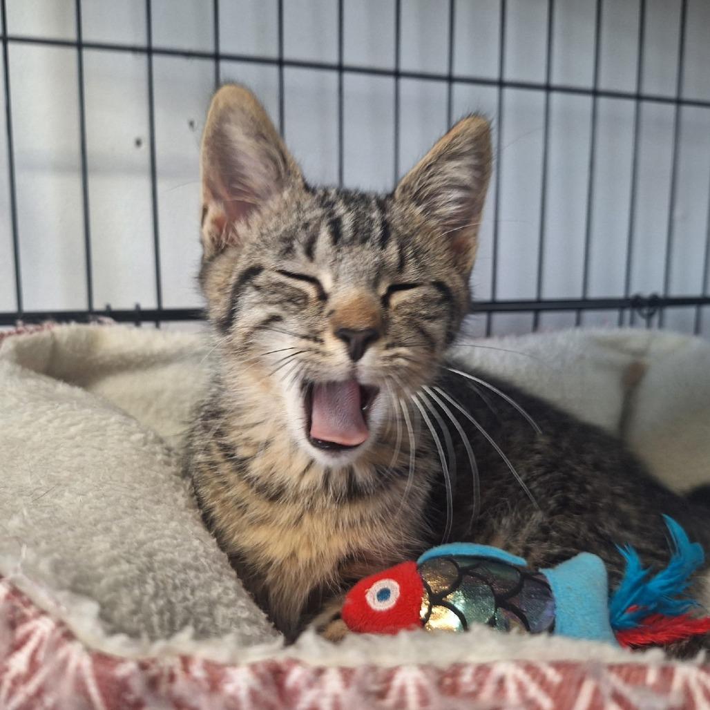 Stitch, a Adoptable Domestic Short Hair in Albert Lea, MN image 1/3