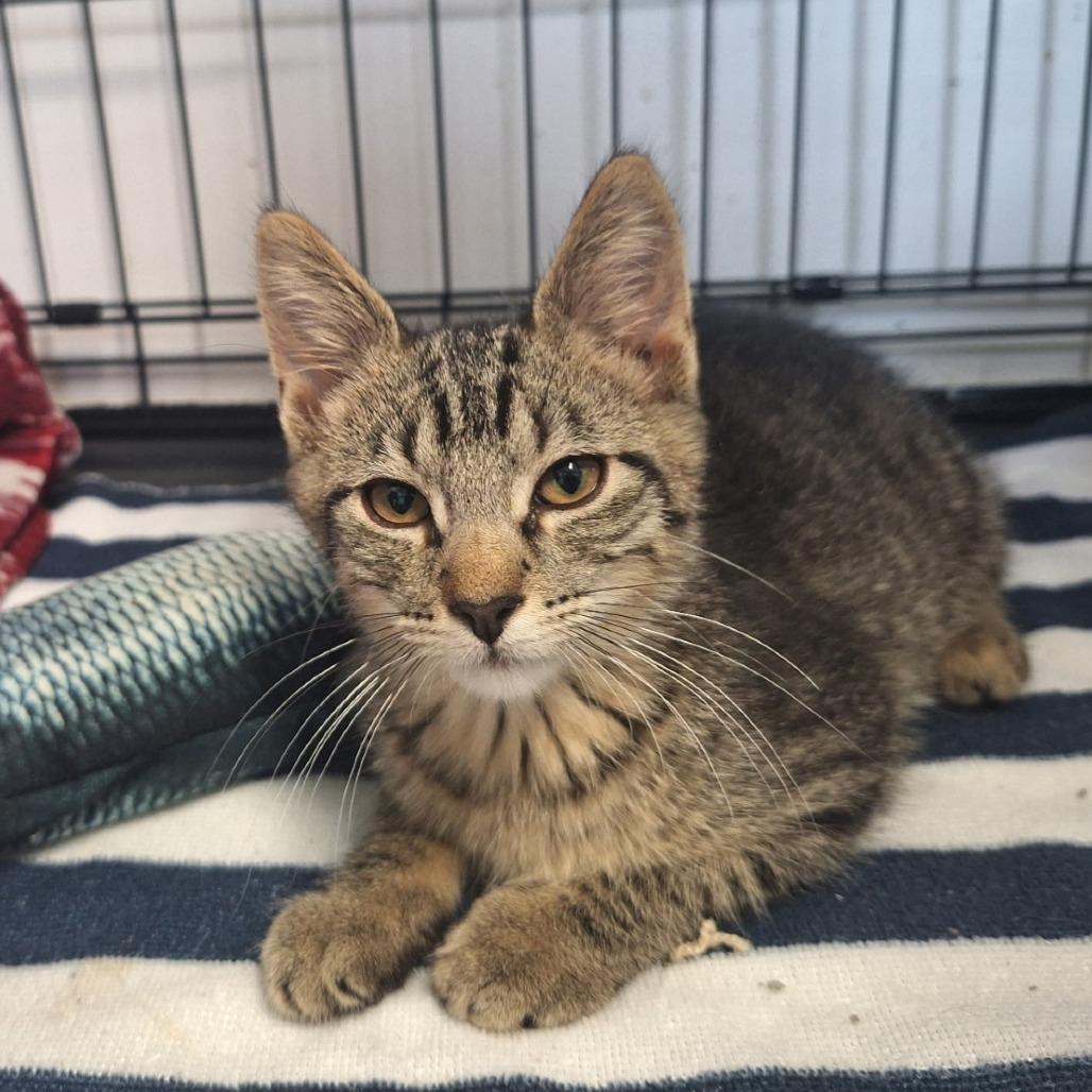 Stitch, a Adoptable Domestic Short Hair in Albert Lea, MN image 2/3