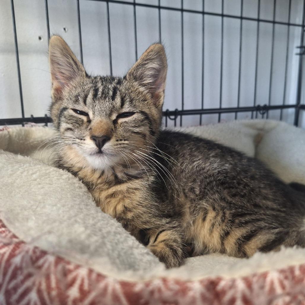 Stitch, a Adoptable Domestic Short Hair in Albert Lea, MN image 3/3