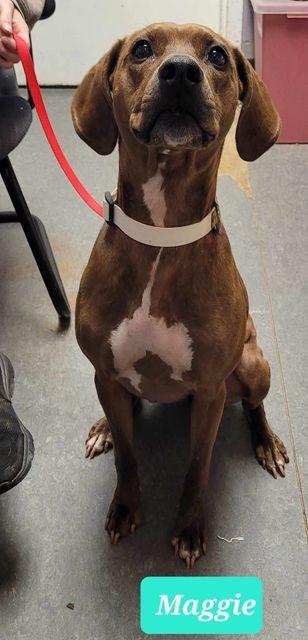 Maggie, Adoptable, Adult Female Hound & Pit Bull Terrier.