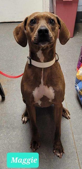 Enlarge Maggie, a Adoptable mixed breed in Richmond, IN image 1/3