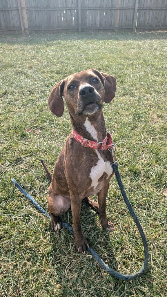 Enlarge Maggie, a Adoptable mixed breed in Richmond, IN image 2/3