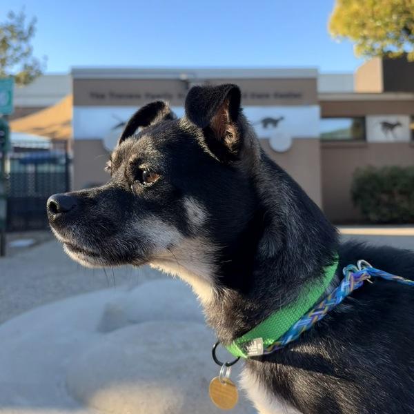 Enlarge Suki, a Adoptable mixed breed in Dublin, CA image 1/6