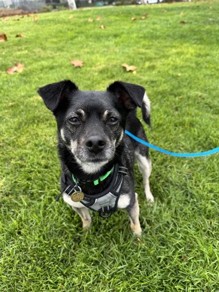 Enlarge Suki, a Adoptable mixed breed in Dublin, CA image 2/6