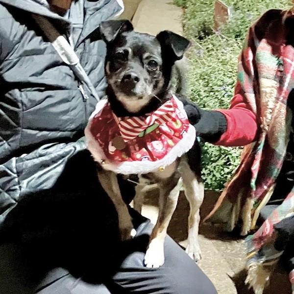 Enlarge Suki, a Adoptable mixed breed in Dublin, CA image 3/6