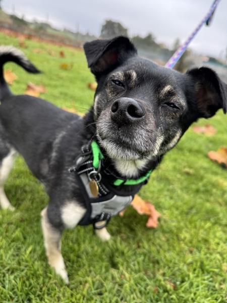 Enlarge Suki, a Adoptable mixed breed in Dublin, CA image 4/6