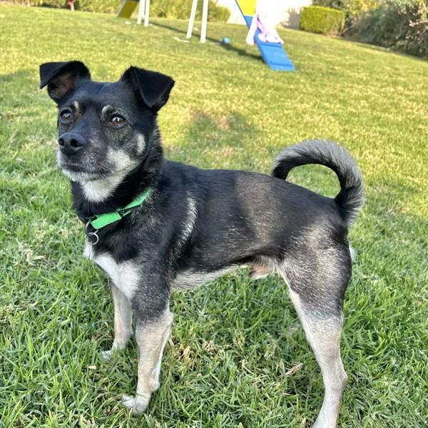 Enlarge Suki, a Adoptable mixed breed in Dublin, CA image 5/6