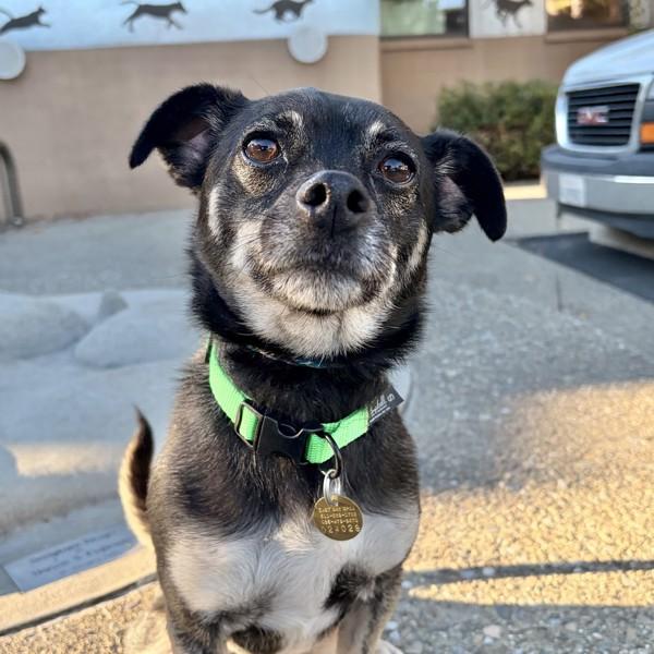Enlarge Suki, a Adoptable mixed breed in Dublin, CA image 6/6