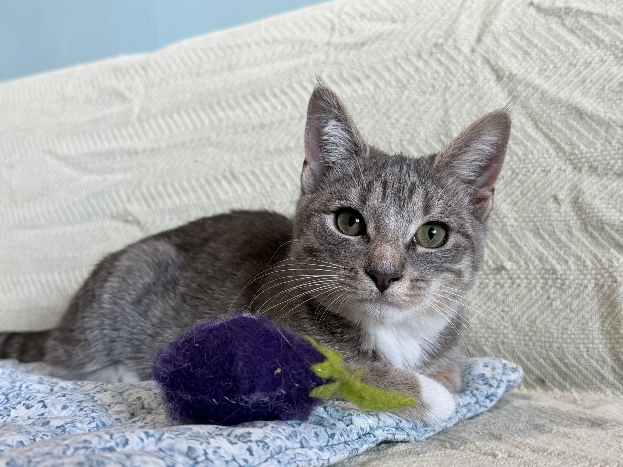 Enlarge Dosa and Hopper, a Adoptable Tabby in Brooklyn, NY image 1/6