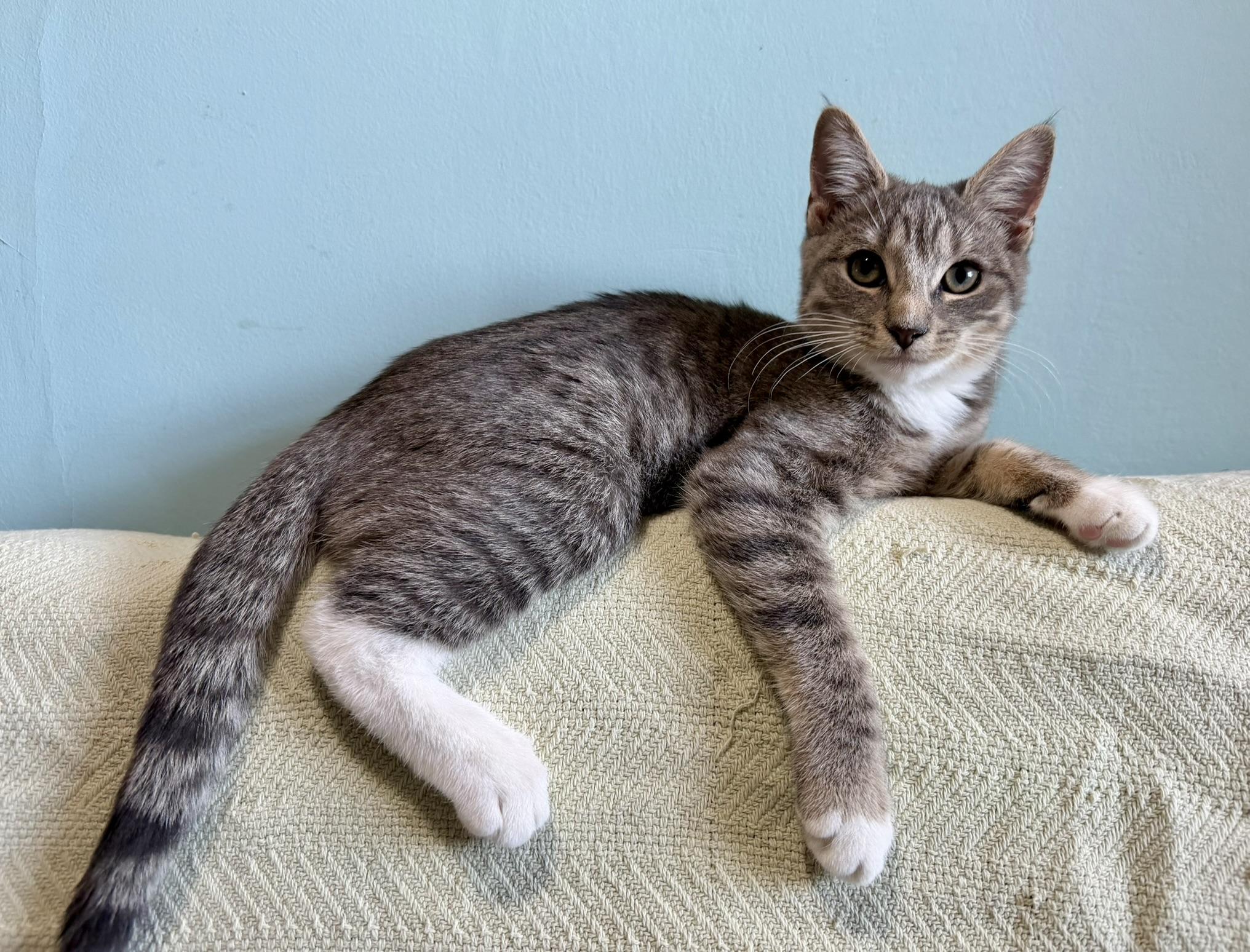 Dosa and Hopper, adopted, Kitten Female Tabby.