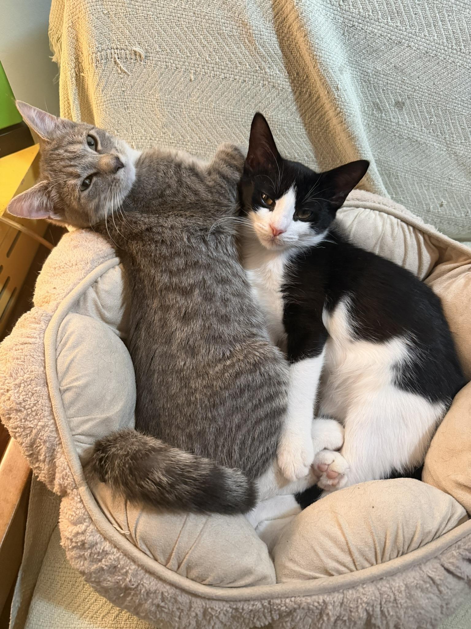 Dosa and Hopper, Adoptable, Kitten Female Tabby.