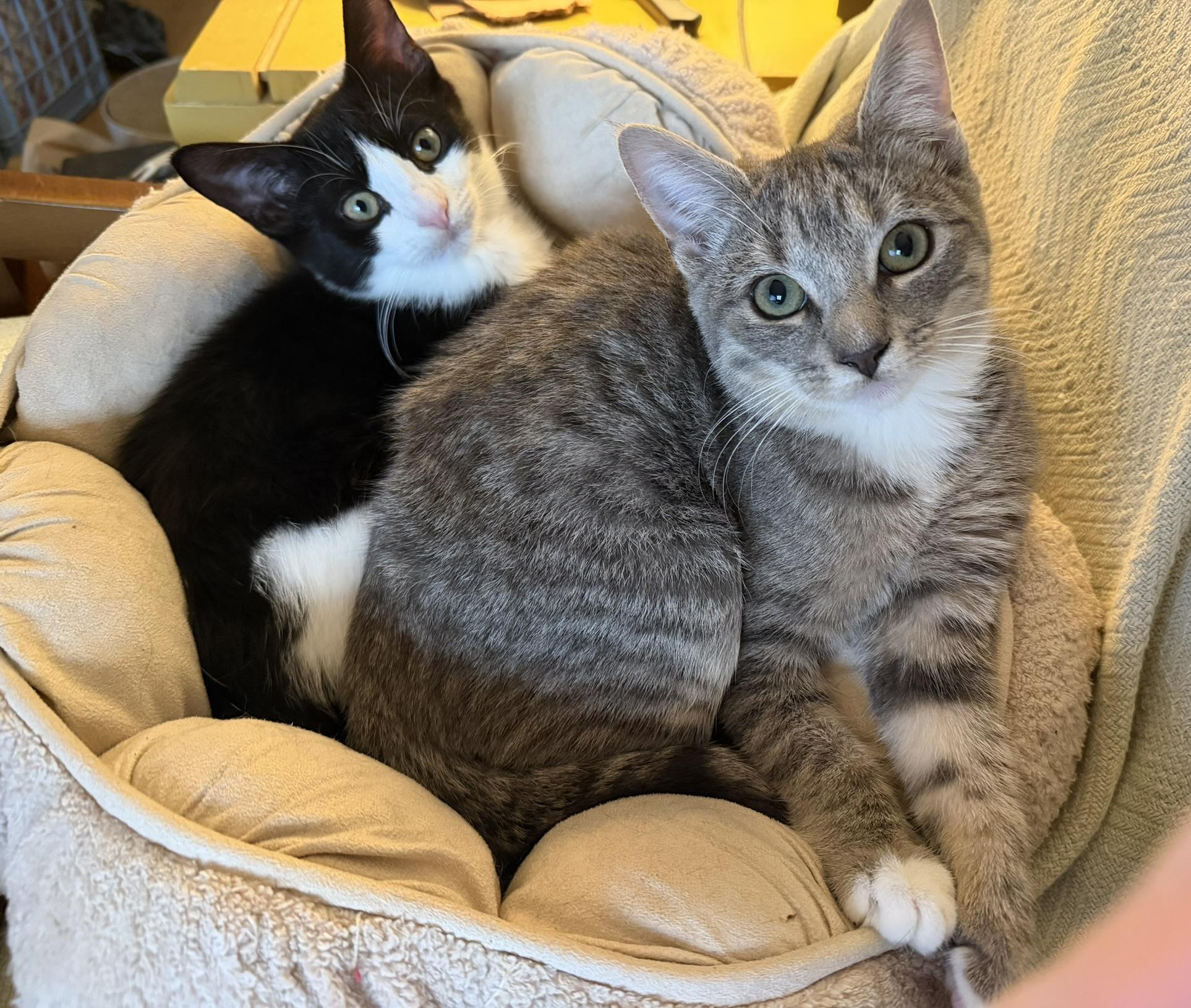 Enlarge Dosa and Hopper, a Adoptable Tabby in Brooklyn, NY image 4/6