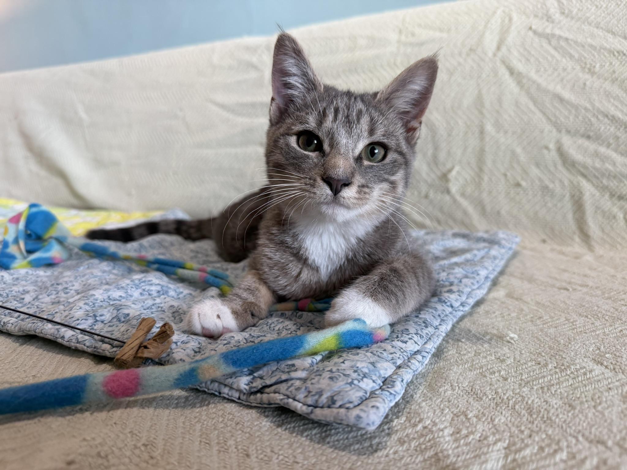 Enlarge Dosa and Hopper, a Adoptable Tabby in Brooklyn, NY image 5/6