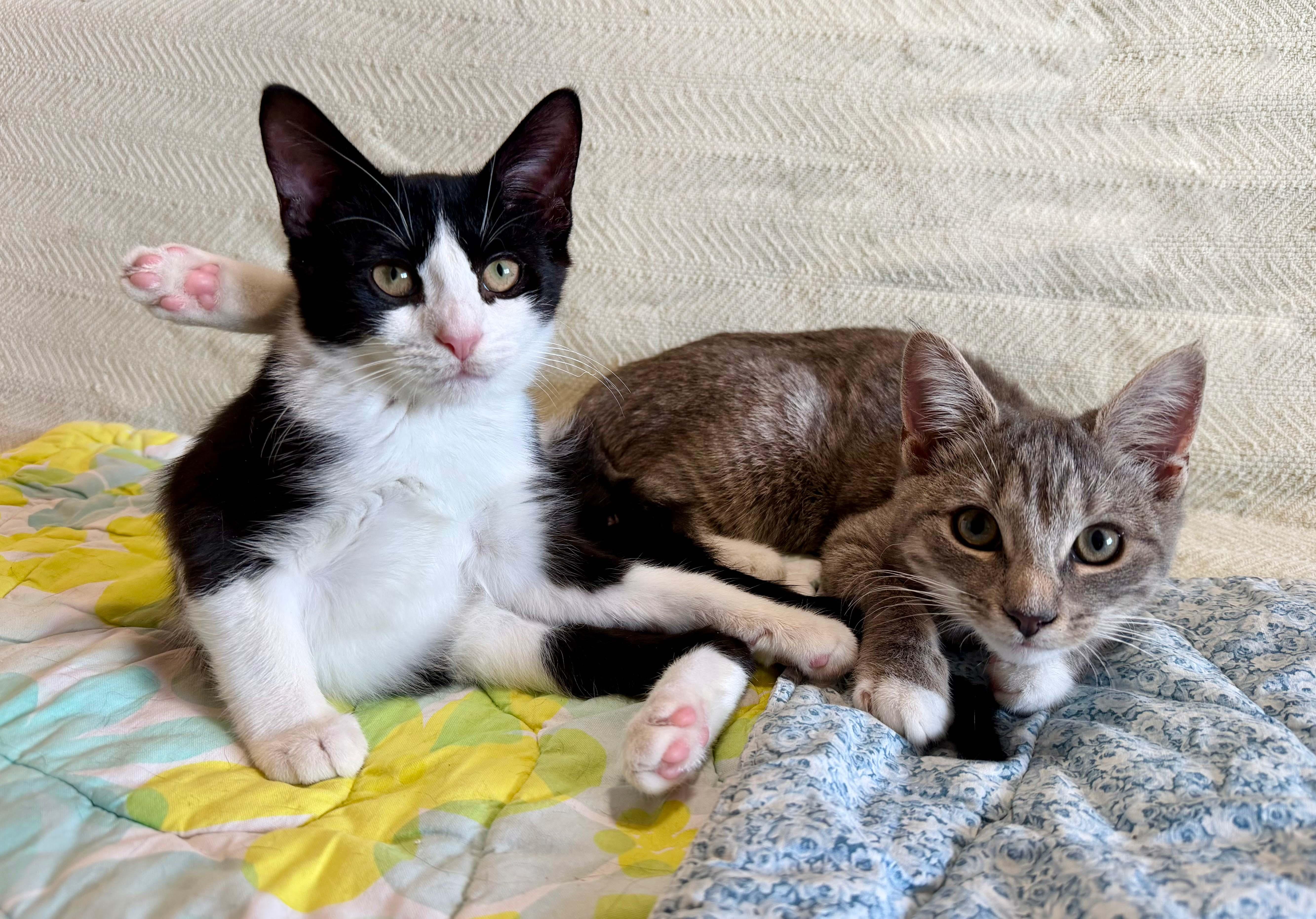 Enlarge Dosa and Hopper, a Adoptable Tabby in Brooklyn, NY image 6/6