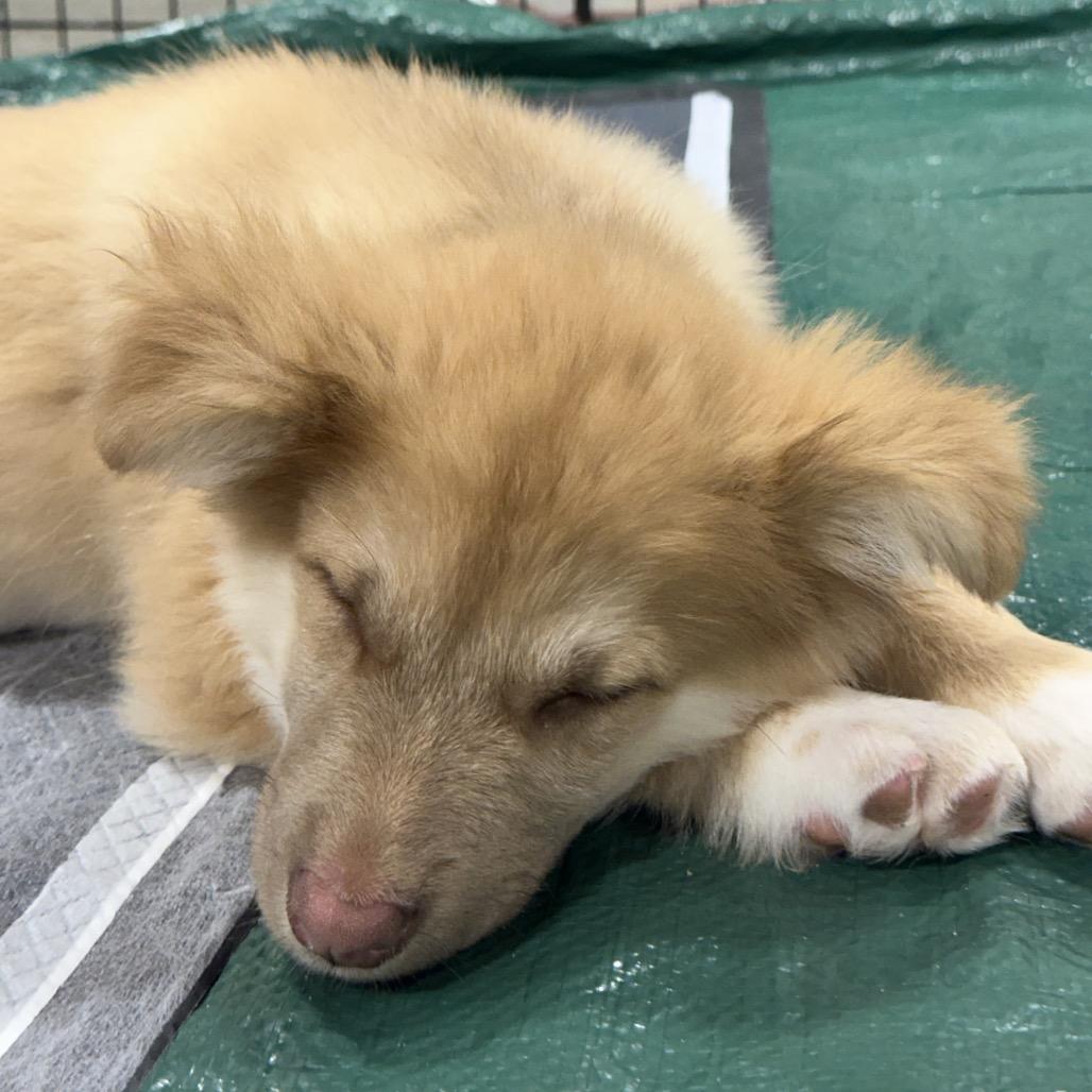 plum, Adoptable, Puppy Male Alaskan Malamute.