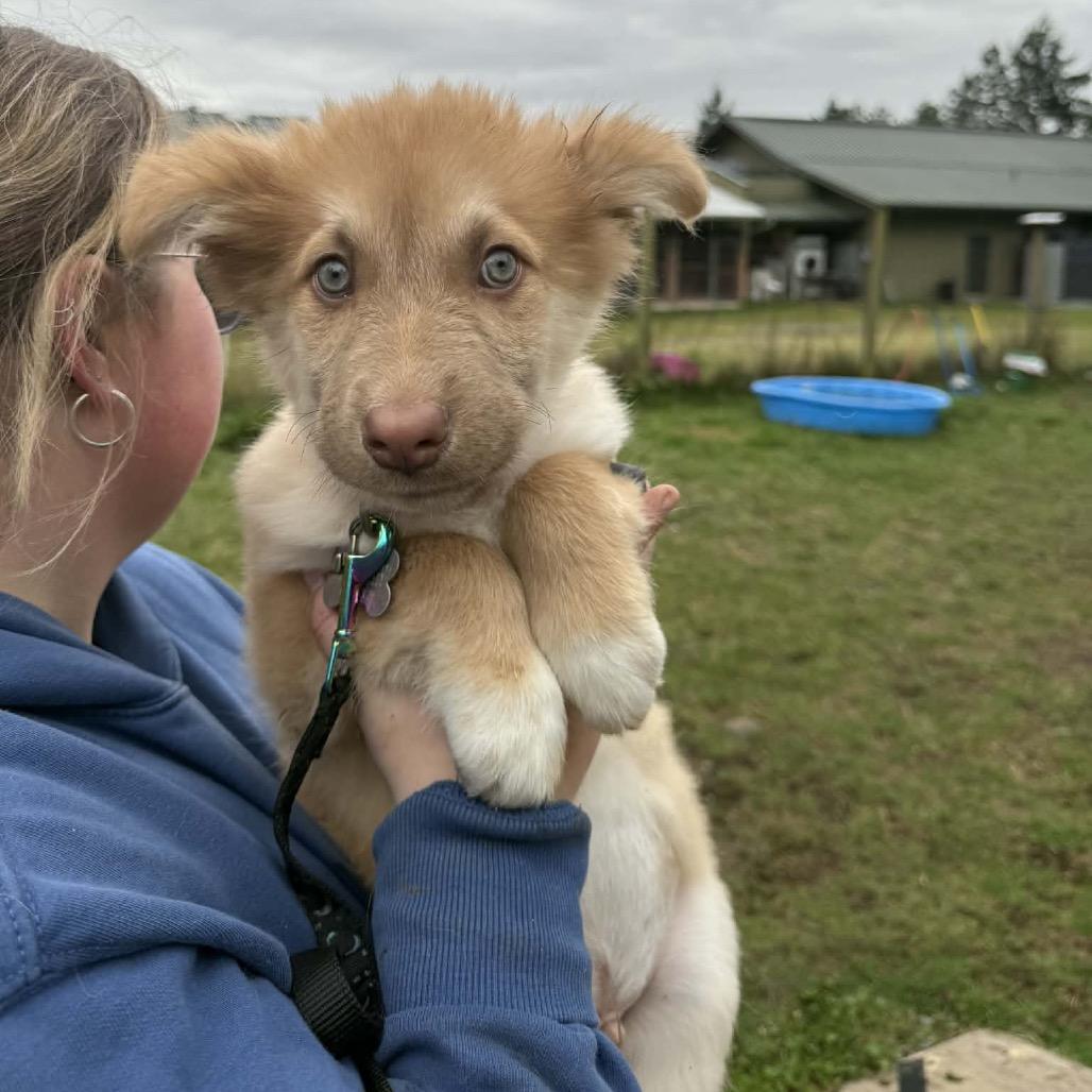 Enlarge plum, a Adoptable mixed breed in Bellingham, WA image 4/6
