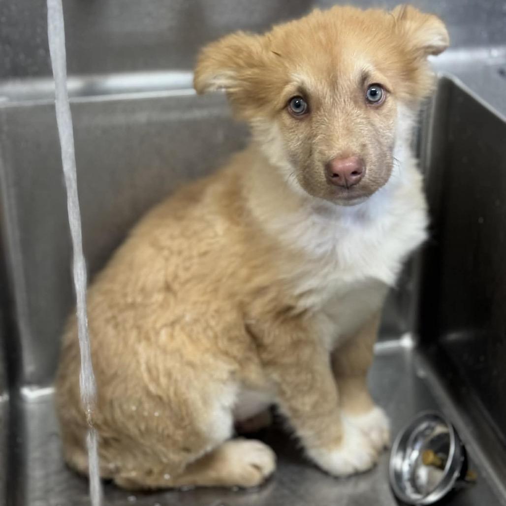 Enlarge plum, a Adoptable mixed breed in Bellingham, WA image 5/6