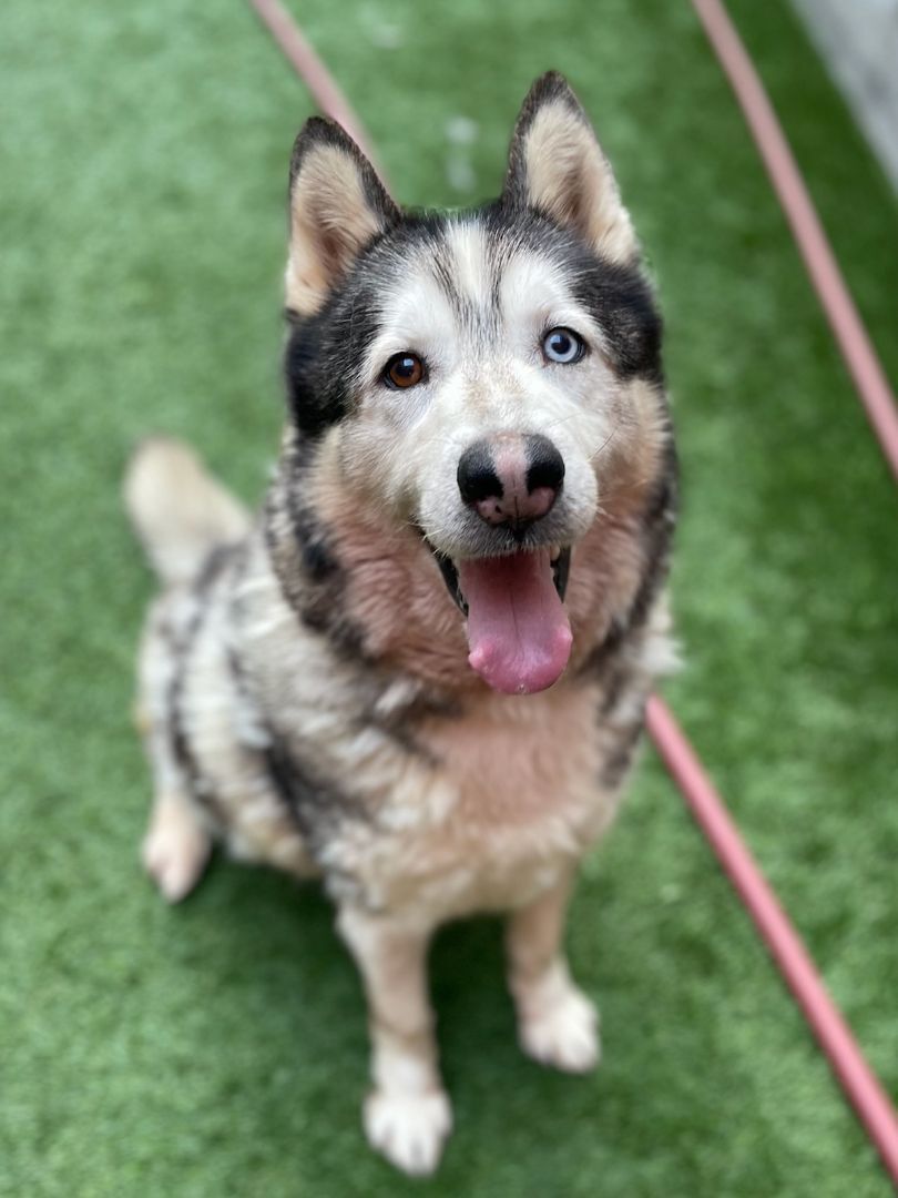 Alfred, Adoptable, Senior Male Siberian Husky.