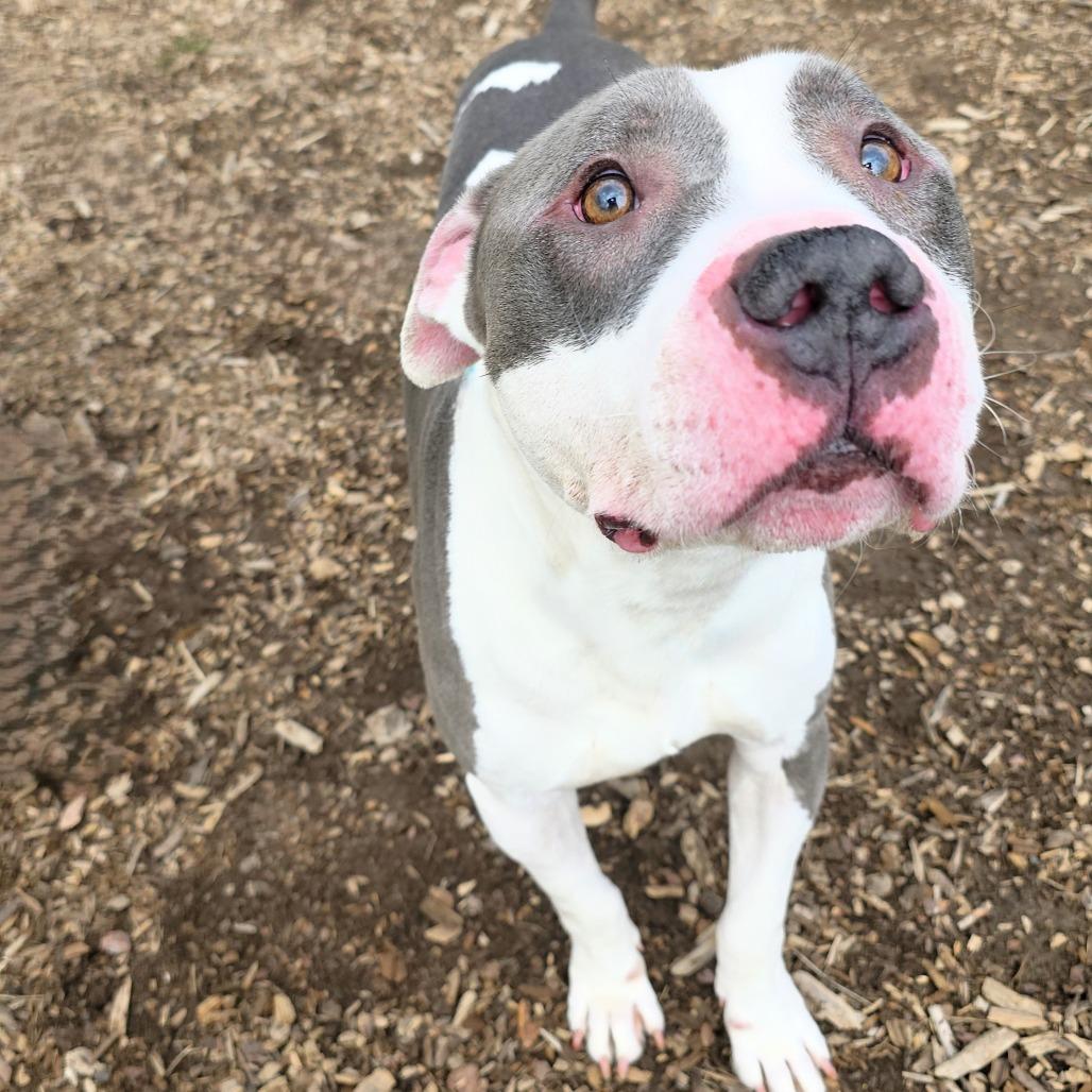 Enlarge Apollo, a Adoptable Pit Bull Terrier in Michigan City, IN image 1/6