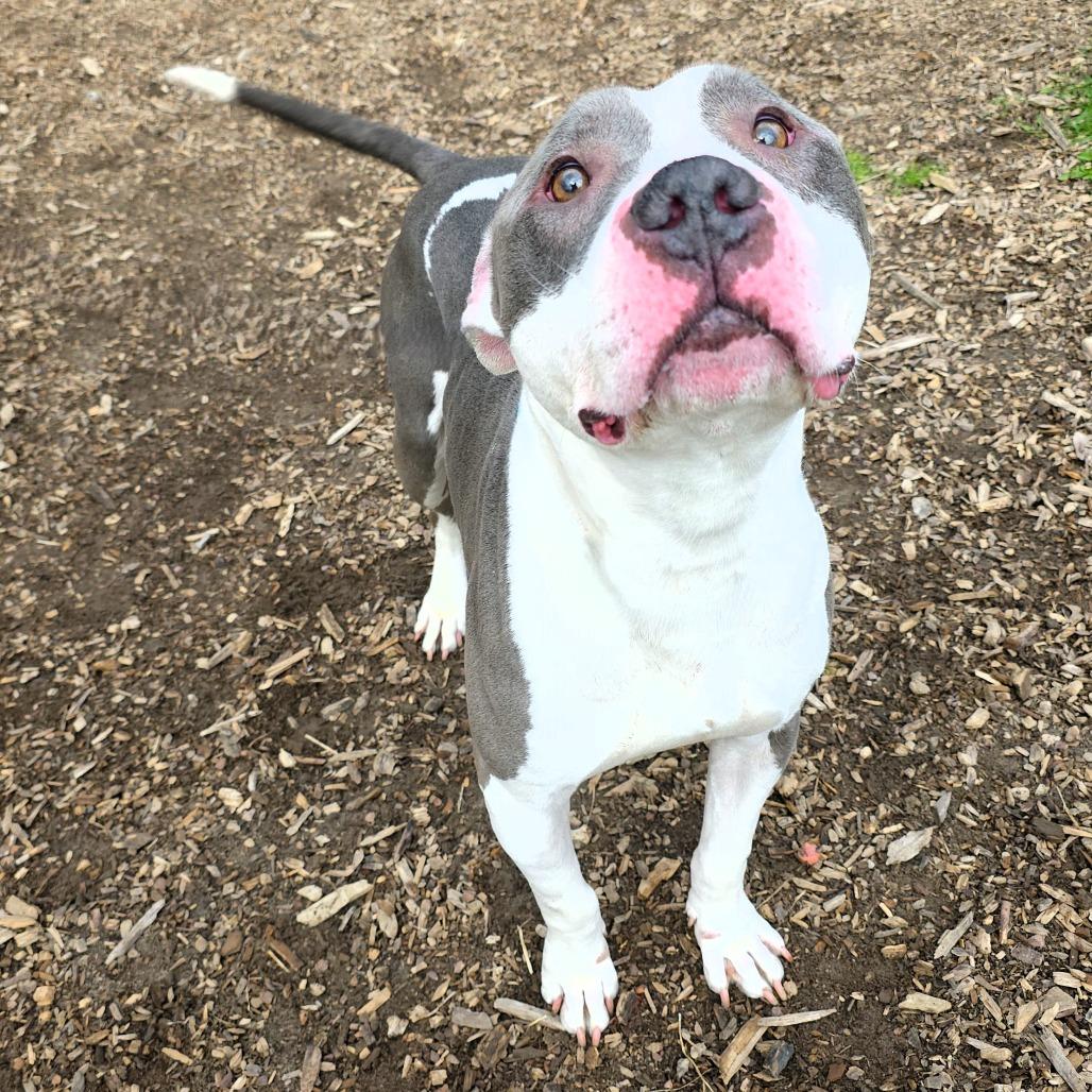 Enlarge Apollo, a Adoptable Pit Bull Terrier in Michigan City, IN image 2/6