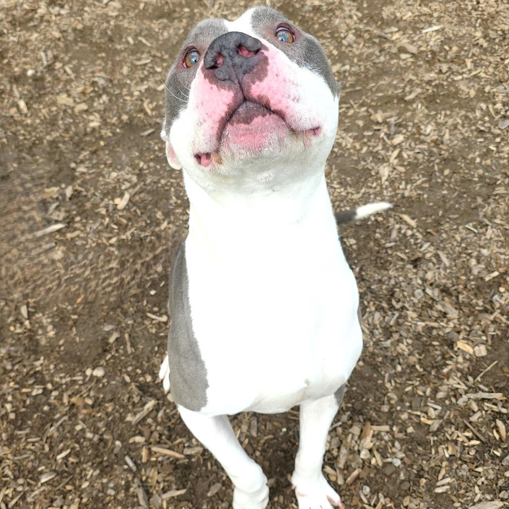 Enlarge Apollo, a Adoptable Pit Bull Terrier in Michigan City, IN image 3/6