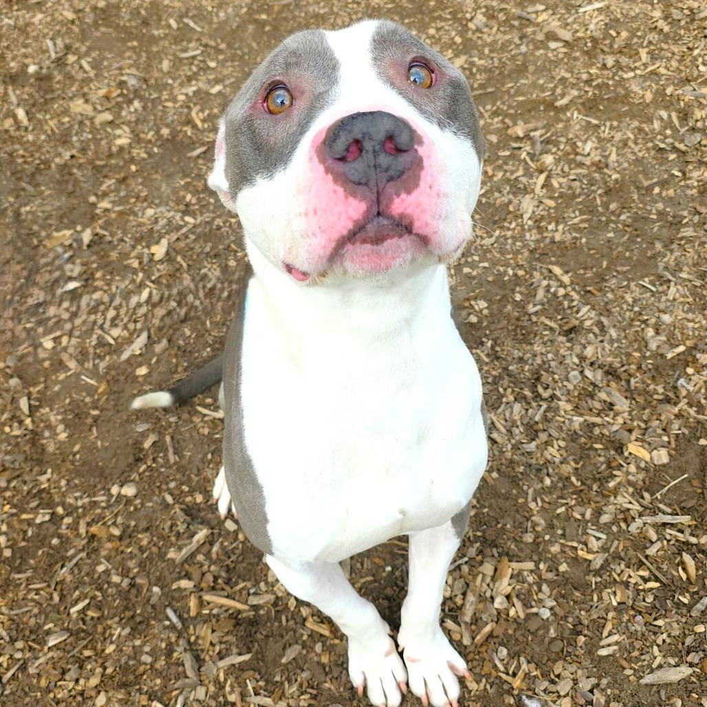 Enlarge Apollo, a Adoptable Pit Bull Terrier in Michigan City, IN image 4/6