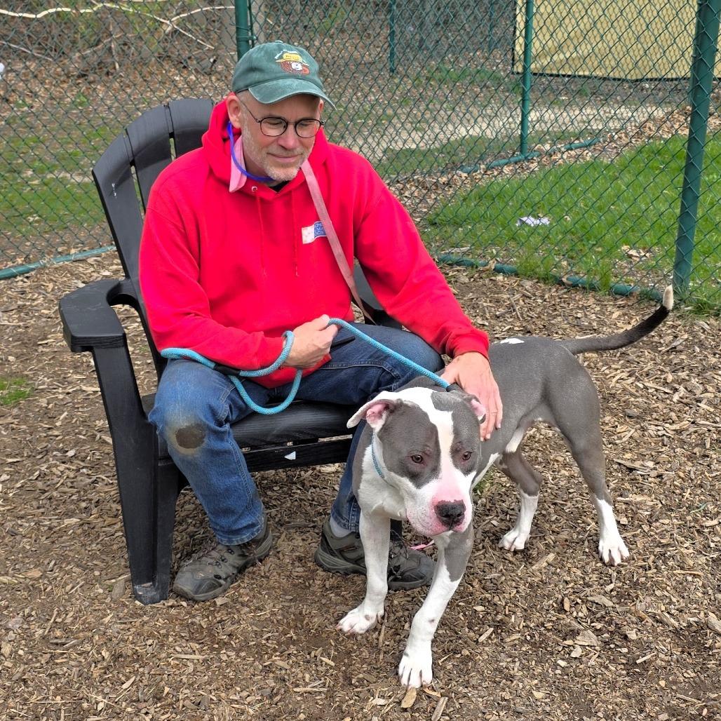 Enlarge Apollo, a Adoptable Pit Bull Terrier in Michigan City, IN image 5/6
