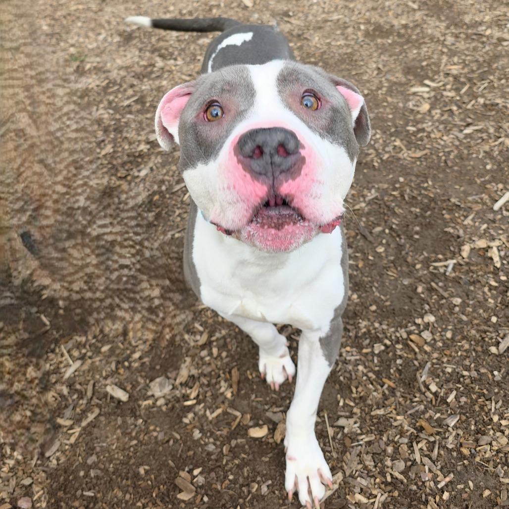 Enlarge Apollo, a Adoptable Pit Bull Terrier in Michigan City, IN image 6/6